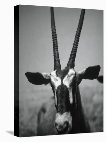 Gazelle-Henry Horenstein-Stretched Canvas