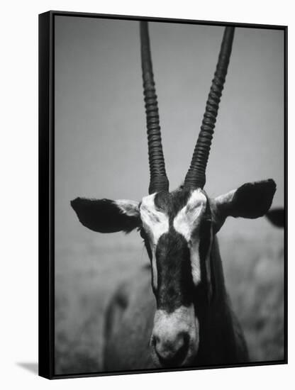 Gazelle-Henry Horenstein-Framed Stretched Canvas