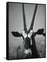 Gazelle-Henry Horenstein-Framed Stretched Canvas