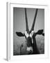 Gazelle-Henry Horenstein-Framed Premium Photographic Print