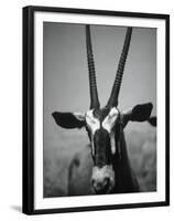 Gazelle-Henry Horenstein-Framed Premium Photographic Print