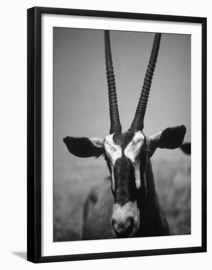 Gazelle-Henry Horenstein-Framed Premium Photographic Print