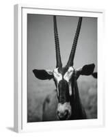 Gazelle-Henry Horenstein-Framed Premium Photographic Print