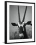 Gazelle-Henry Horenstein-Framed Premium Photographic Print