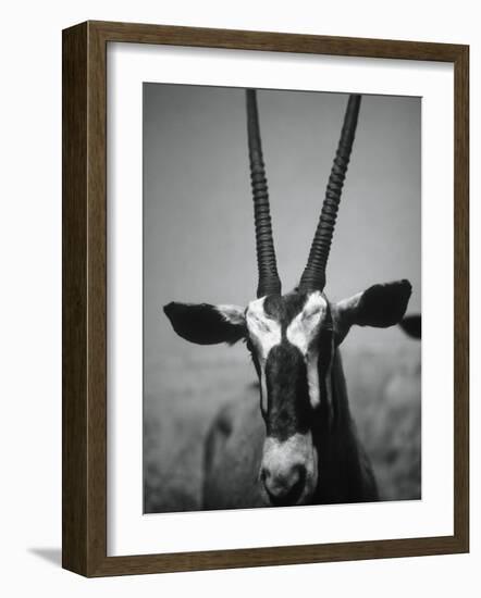 Gazelle-Henry Horenstein-Framed Photographic Print