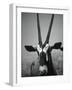 Gazelle-Henry Horenstein-Framed Photographic Print