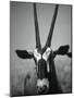 Gazelle-Henry Horenstein-Mounted Photographic Print