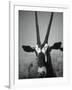 Gazelle-Henry Horenstein-Framed Photographic Print