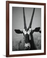 Gazelle-Henry Horenstein-Framed Photographic Print