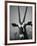 Gazelle-Henry Horenstein-Framed Photographic Print