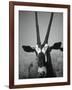 Gazelle-Henry Horenstein-Framed Photographic Print