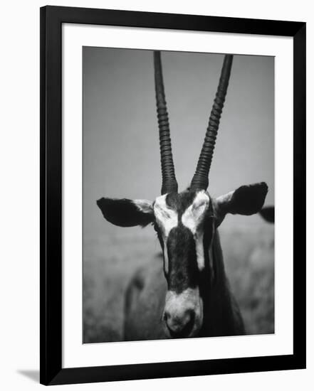 Gazelle-Henry Horenstein-Framed Photographic Print