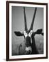 Gazelle-Henry Horenstein-Framed Photographic Print