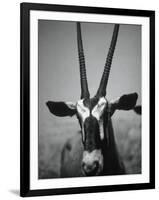 Gazelle-Henry Horenstein-Framed Photographic Print