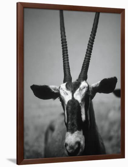 Gazelle-Henry Horenstein-Framed Photographic Print