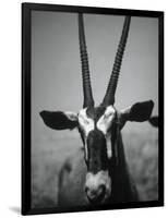 Gazelle-Henry Horenstein-Framed Photographic Print