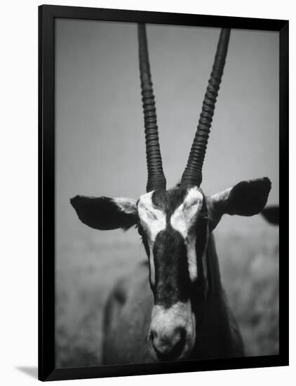 Gazelle-Henry Horenstein-Framed Photographic Print