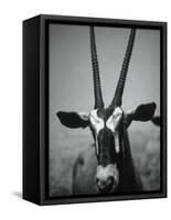 Gazelle-Henry Horenstein-Framed Stretched Canvas