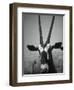 Gazelle-Henry Horenstein-Framed Premium Photographic Print