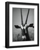 Gazelle-Henry Horenstein-Framed Premium Photographic Print