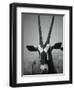 Gazelle-Henry Horenstein-Framed Premium Photographic Print