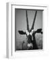 Gazelle-Henry Horenstein-Framed Premium Photographic Print