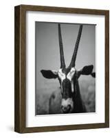 Gazelle-Henry Horenstein-Framed Photographic Print