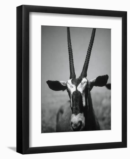 Gazelle-Henry Horenstein-Framed Photographic Print