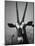 Gazelle-Henry Horenstein-Mounted Photographic Print