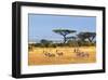 Gazelles Amboseli Kenya Africa-null-Framed Art Print