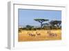 Gazelles Amboseli Kenya Africa-null-Framed Art Print