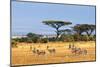 Gazelles Amboseli Kenya Africa-null-Mounted Art Print