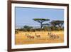 Gazelles Amboseli Kenya Africa-null-Framed Art Print