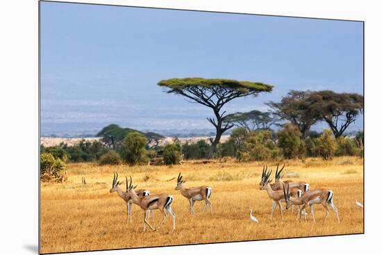 Gazelles Amboseli Kenya Africa-null-Mounted Art Print