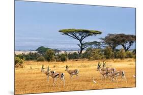 Gazelles Amboseli Kenya Africa-null-Mounted Art Print