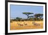 Gazelles Amboseli Kenya Africa-null-Framed Art Print