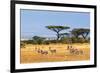 Gazelles Amboseli Kenya Africa-null-Framed Art Print