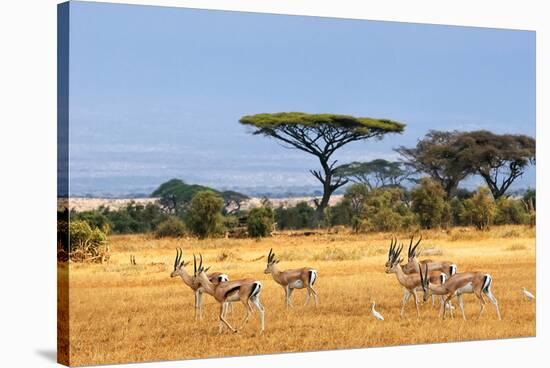 Gazelles Amboseli Kenya Africa-null-Stretched Canvas