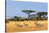 Gazelles Amboseli Kenya Africa-null-Stretched Canvas