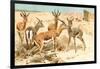 Gazelles-F.W. Kuhnert-Framed Art Print