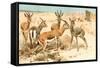 Gazelles-F.W. Kuhnert-Framed Stretched Canvas