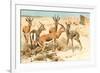 Gazelles-F.W. Kuhnert-Framed Art Print