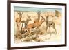 Gazelles-F.W. Kuhnert-Framed Art Print