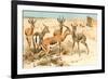 Gazelles-F.W. Kuhnert-Framed Art Print