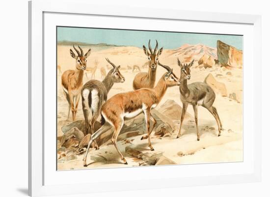 Gazelles-F.W. Kuhnert-Framed Premium Giclee Print