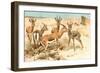 Gazelles-F.W. Kuhnert-Framed Art Print