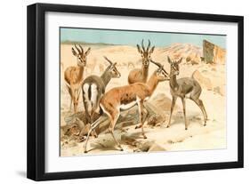 Gazelles-F.W. Kuhnert-Framed Art Print