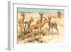 Gazelles-F.W. Kuhnert-Framed Art Print