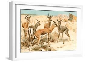 Gazelles-F.W. Kuhnert-Framed Art Print