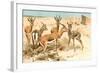 Gazelles-F.W. Kuhnert-Framed Art Print